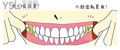 六齡齒