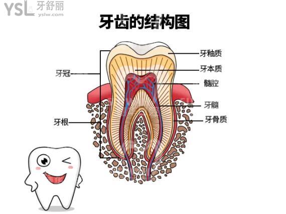 牙齒的結(jié)構(gòu)圖