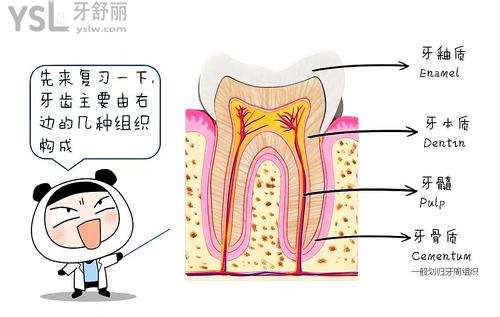 牙齒構(gòu)成圖解