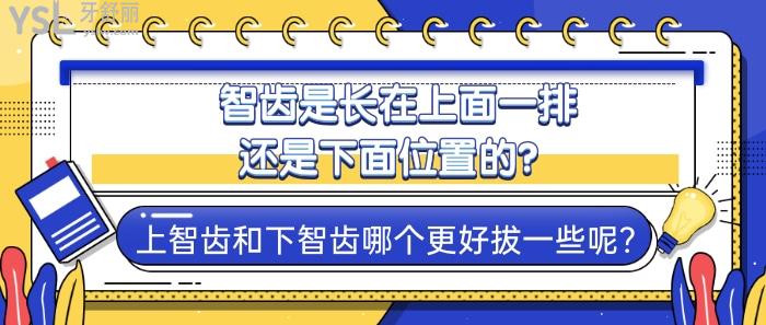 智齒是長在上面一排還是下面位置的