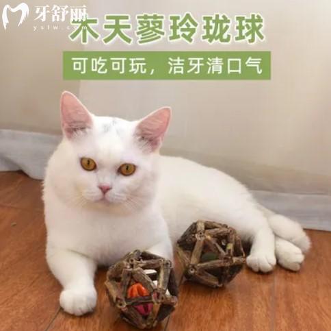 貓咪玩具
