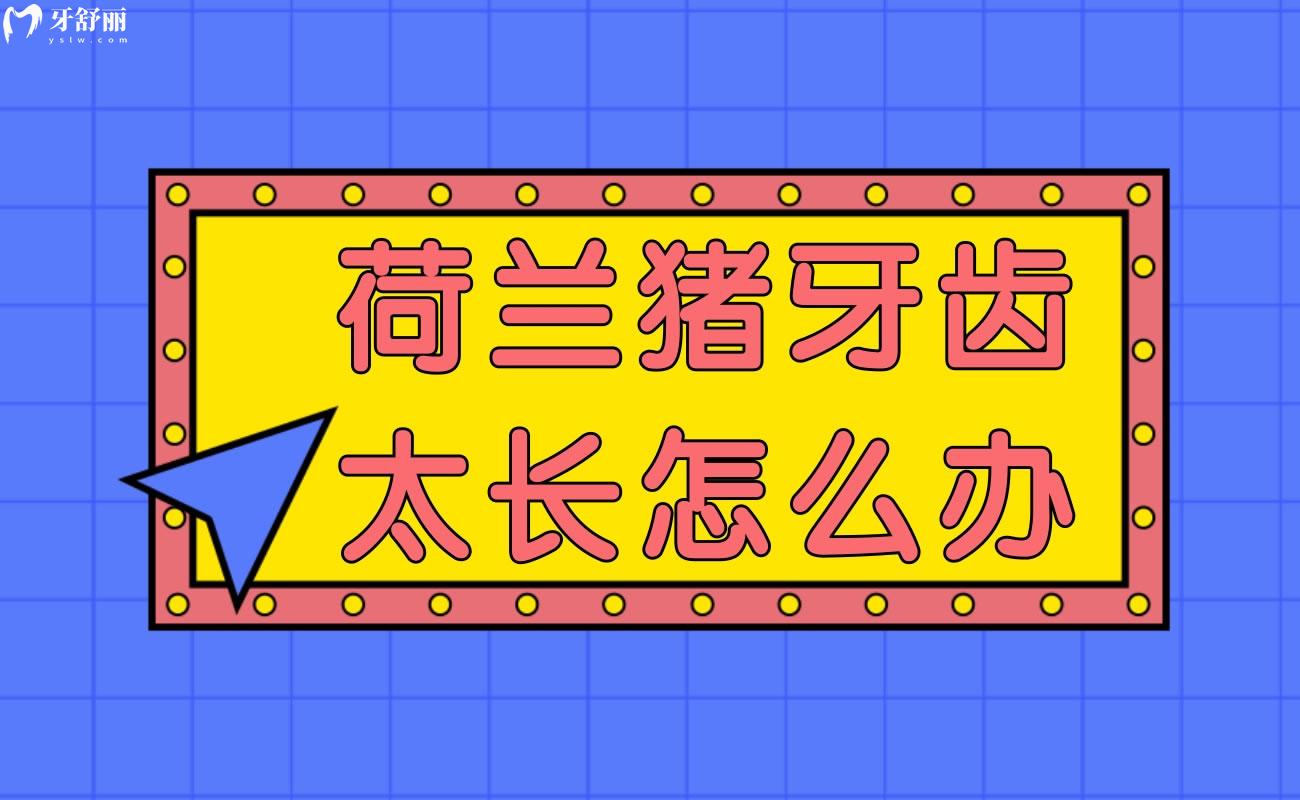 荷蘭豬牙齒太長怎么辦