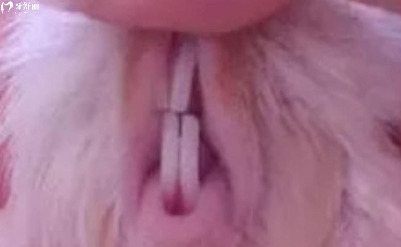荷蘭豬牙齒太長怎么辦