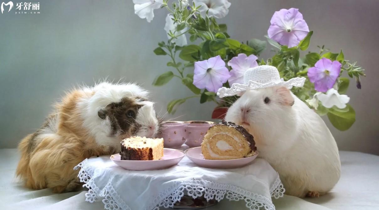 豚鼠的牙齒多長的時候需要剪短