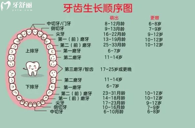 牙齒生長順序圖