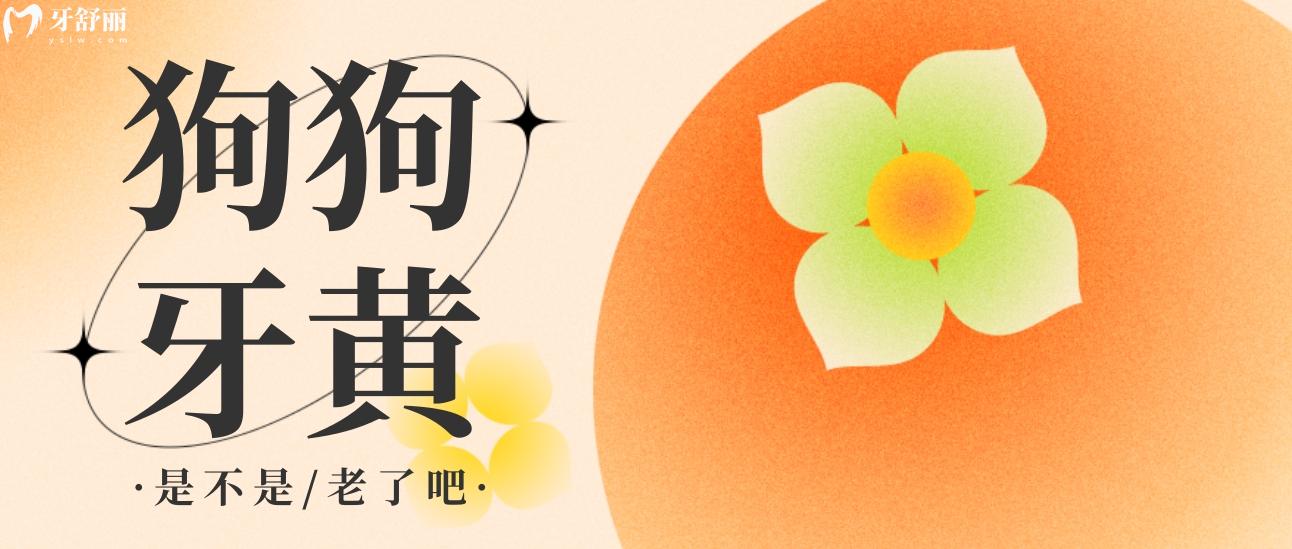 狗狗牙齒黃了是不是老了?五點跡象判斷