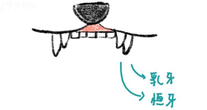 貓咪的牙齒為什么有的是兩個(gè)尖牙,有的是一個(gè)呢