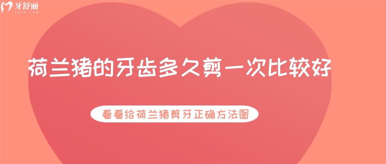 荷蘭豬的牙齒多久剪一次比較好？看看給荷蘭豬剪牙正確方法圖