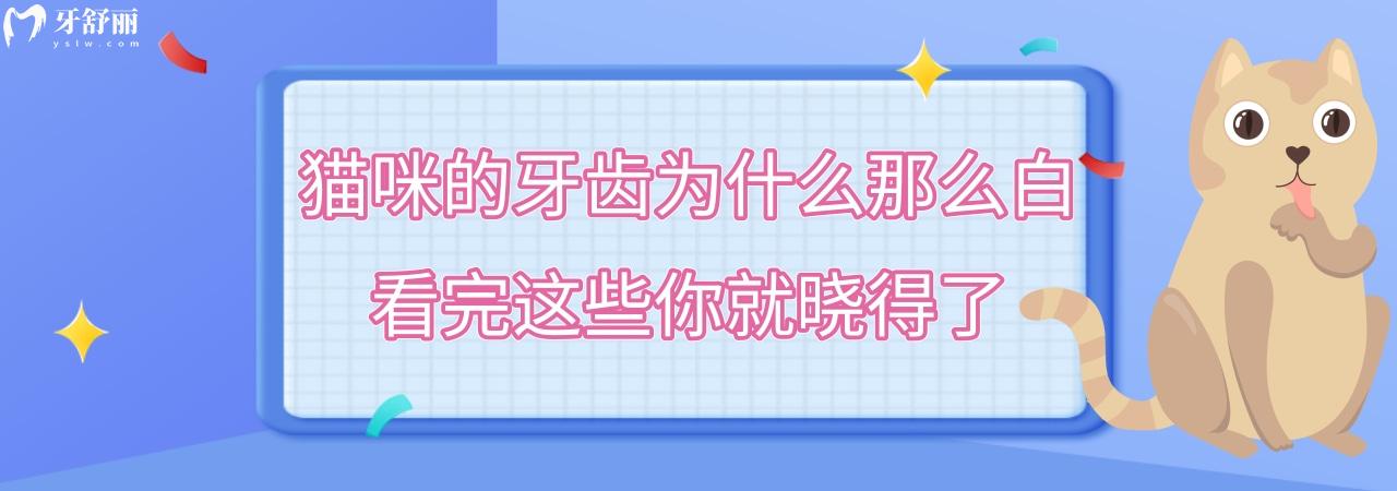 貓咪的牙齒為什么那么白