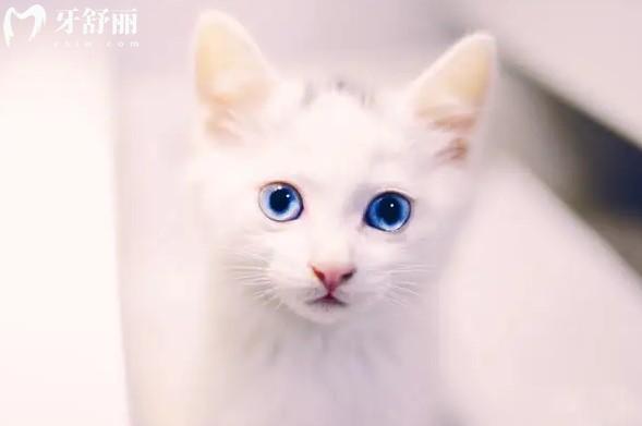 貓的牙齒松動了是否要幫她拔出