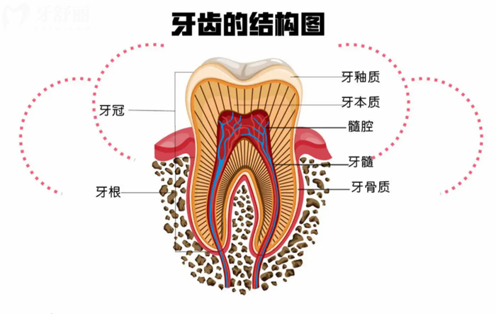 牙齒結(jié)構(gòu)圖