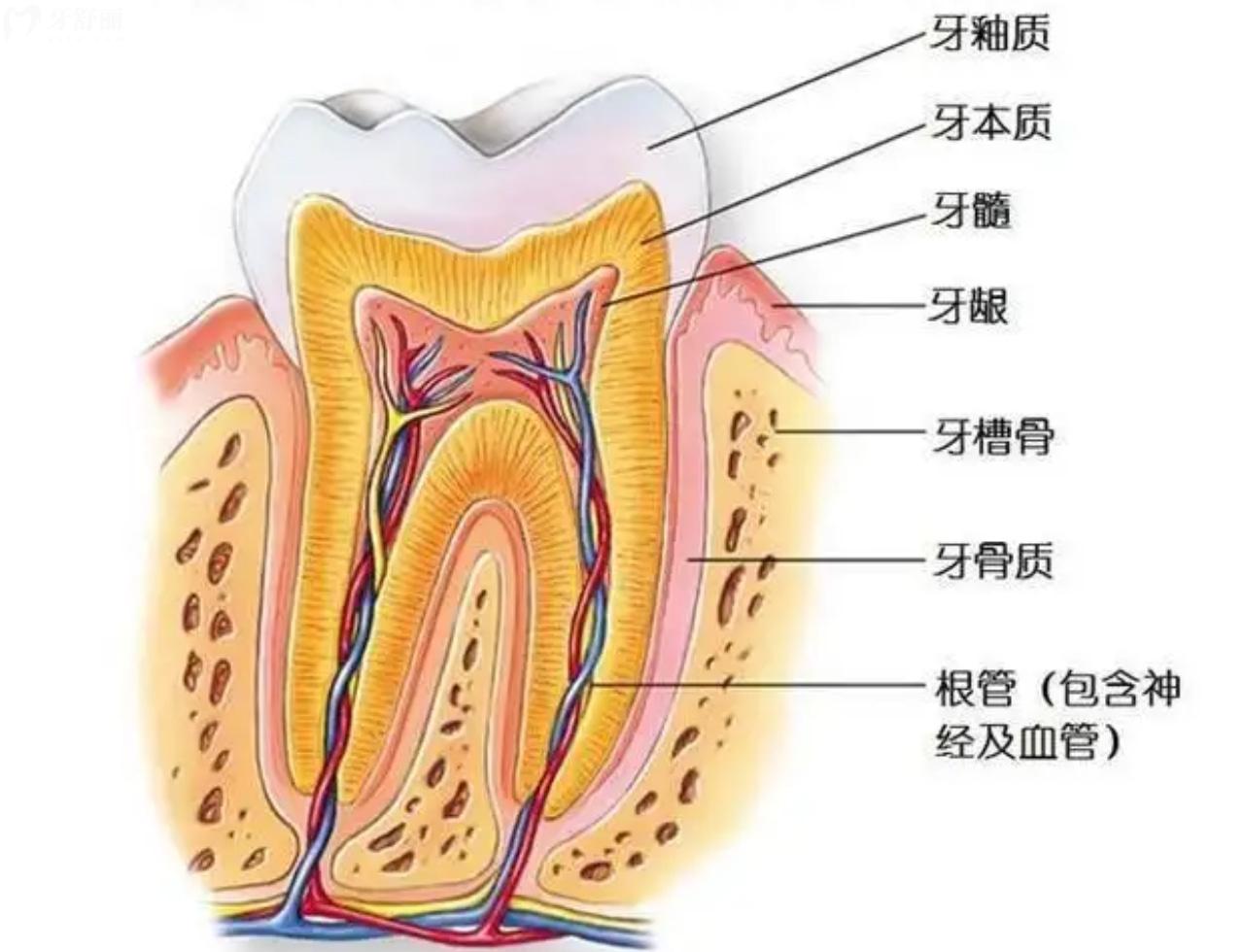 牙神經(jīng)在哪里