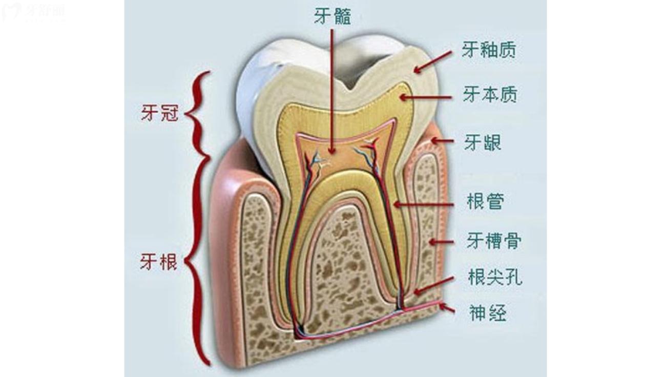 死髓牙的牙根還結(jié)實嗎.jpg