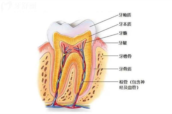 什么是牙髓再生術(shù)
