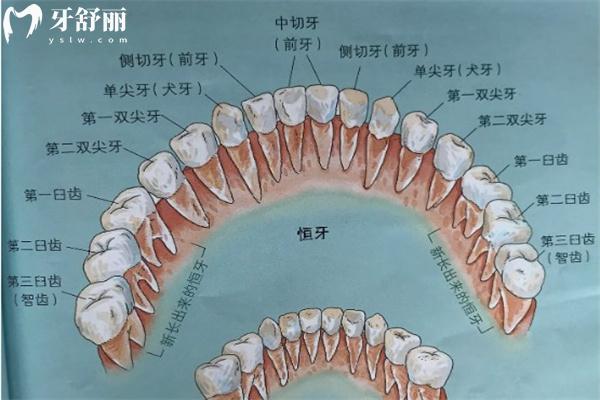 28顆牙齒名稱及位置分布
