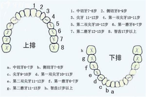 28顆牙齒名稱圖片