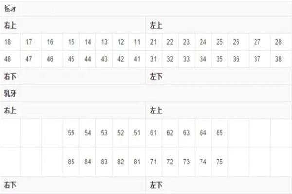 牙齒標(biāo)號對照表