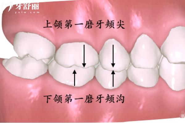 瓜子牙的傷害