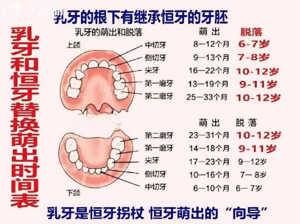 兒童乳牙換恒牙的順序圖
