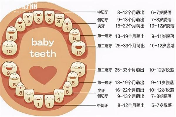 兒童換牙順序圖和時(shí)間表