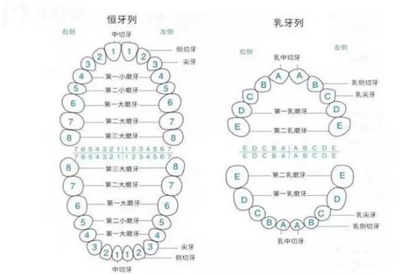 兒童換牙順序圖和時(shí)間表