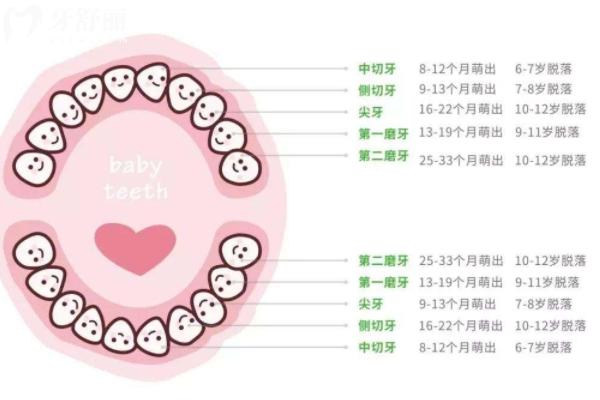 乳牙磕斷了一半怎么辦？直接拔掉還是修復？