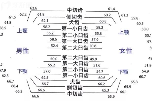 正常牙齒數(shù)量是多少顆？
