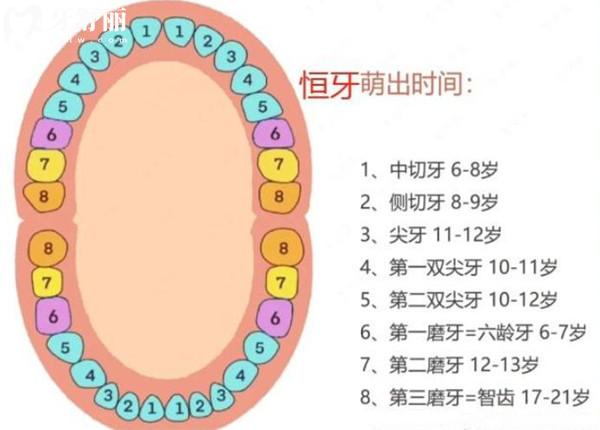 寶寶乳牙萌出順序及替換順序