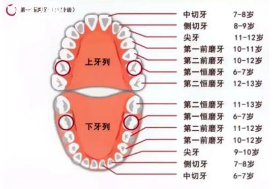 兒童6-12歲牙齒換牙順序表