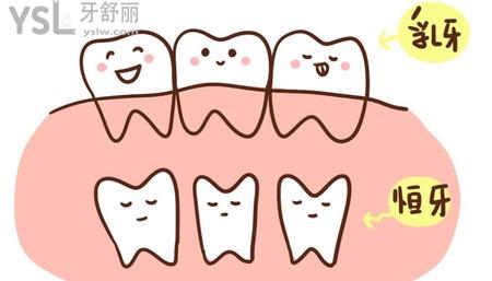 乳牙掉了多久長(zhǎng)新牙？