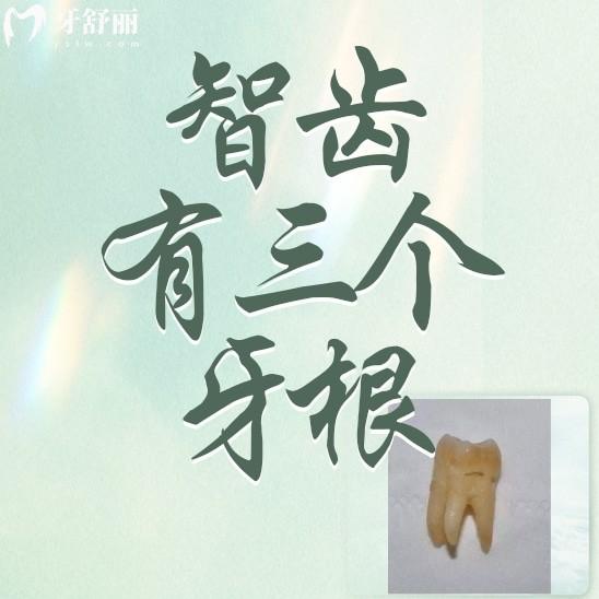 為什么我的智齒有三個(gè)牙根呢？正常嗎？