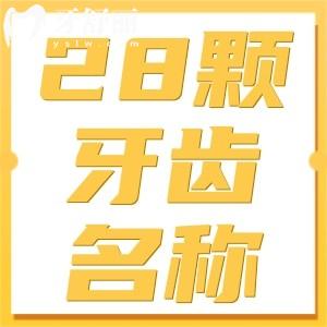 28顆牙齒名稱圖片：一文帶你了解標(biāo)準(zhǔn)牙齒全圖和牙齒標(biāo)號對照表