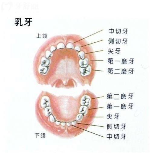乳牙是拔掉還是自然脫落好